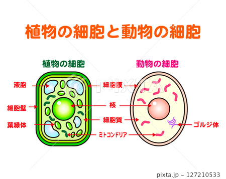 シンプルな植物細胞と動物細胞の図解イラスト素材 127210533