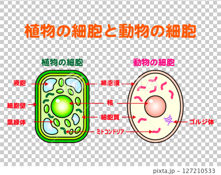 シンプルな植物細胞と動物細胞の図解イラスト素材 127210533