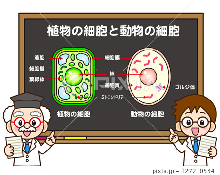 植物細胞と動物細胞の授業をする科学者のイラスト素材 植物細胞と動物細胞の授業をする科学者のイラスト素材 127210534