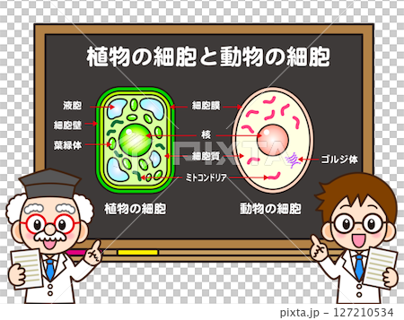一位科學家教授植物和動物細胞課程的插圖材料 一位科學家教授植物和動物細胞課程的插圖材料 127210534