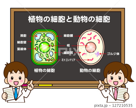 植物細胞と動物細胞の説明をする小学生のイラスト素材 127210535