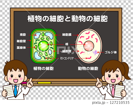 植物細胞と動物細胞の説明をする小学生のイラスト素材 127210535