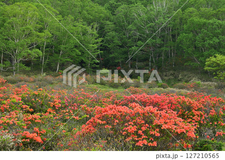 高原に咲くレンゲツツジ 高原に咲くレンゲツツジ 127210565