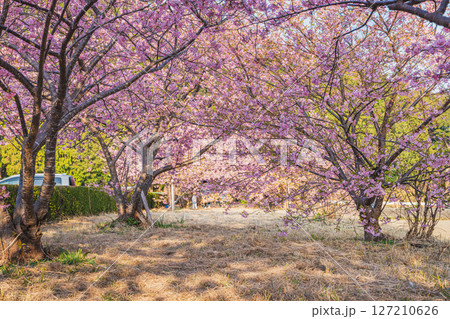 磐田市にある兎山公園の河津桜の風景(静岡県) 磐田市にある兎山公園の河津桜の風景(静岡県) 127210626