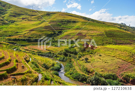 Typical Madagascar landscape - green and yellow rice terrace fields on small hills with clay houses in Andringitra region near Sendrisoa 127210638