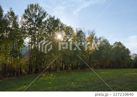 Low afternoon sun shines through tree tops, grass meadow in foreground 127210640