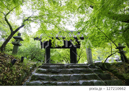 初夏の新緑が美しい秋月城跡 黒門 初夏の新緑が美しい秋月城跡 黒門 127210662