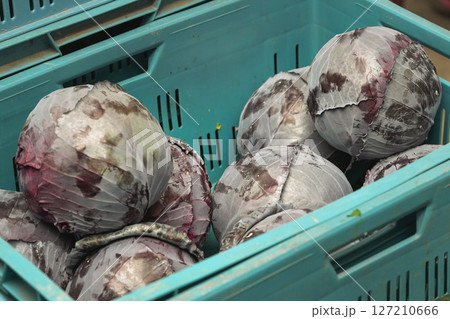 Red or purple cabbage heads in green plastic box displayed at food market 127210666