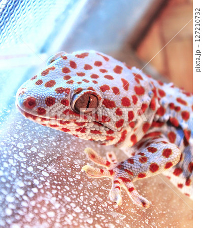 Gecko 127210732