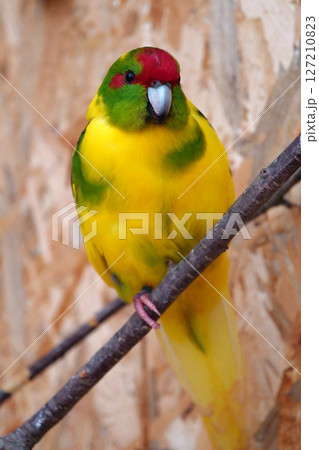 Parrot with yellow feathers sits on branch and looks at camera Parrot with yellow feathers sits on branch and looks at camera 127210823