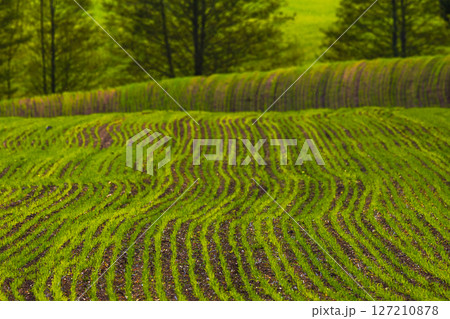 This Year, Lush Green Fields are Adorned with Beautiful Wavy Patterns in the Spring Season 127210878