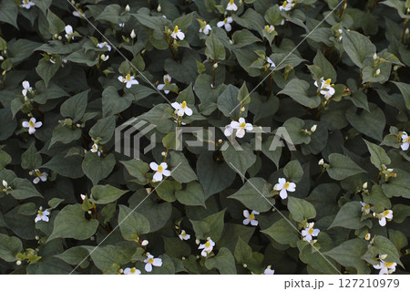 ドクダミ 127210979