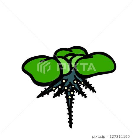 タマゴの付いたホテイソウのイラスト 127211190