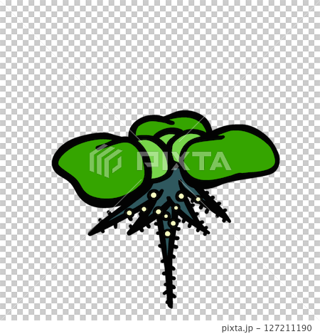 タマゴの付いたホテイソウのイラスト 127211190