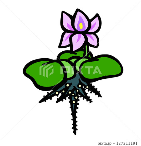 たまごがついた花の咲いたホテイソウのイラスト 127211191