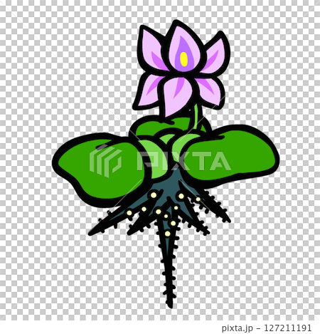 たまごがついた花の咲いたホテイソウのイラスト 127211191