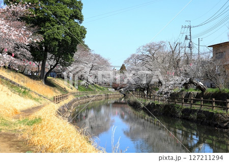 満開の桜　行屋川桜まつり／栃木県真岡市 行屋川水辺公園 127211294