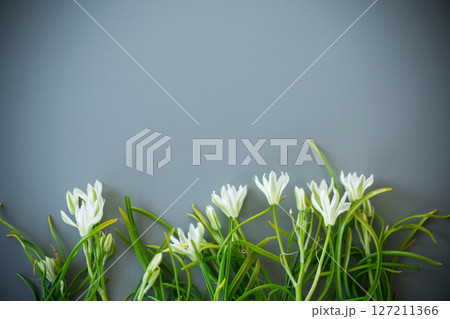 Floral background of spring snowdrops on a gray background 127211366
