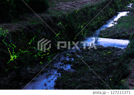 水面を舞うホタル 水面を舞うホタル 127211371