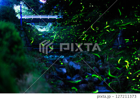 水面を舞うホタル 水面を舞うホタル 127211373