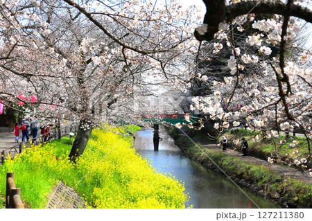 満開の桜　行屋川桜まつり／栃木県真岡市 行屋川水辺公園 127211380