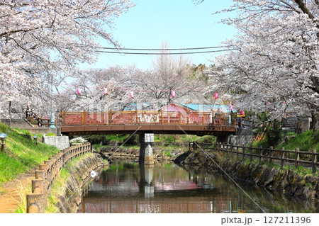 満開の桜 行屋川桜まつり/栃木県真岡市 行屋川水辺公園 満開の桜 行屋川桜まつり/栃木県真岡市 行屋川水辺公園 127211396