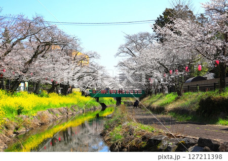 満開の桜　行屋川桜まつり／栃木県真岡市 行屋川水辺公園 127211398