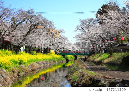 満開の桜　行屋川桜まつり／栃木県真岡市 行屋川水辺公園 127211399