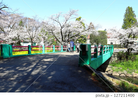 満開の桜　行屋川桜まつり／栃木県真岡市 行屋川水辺公園 127211400