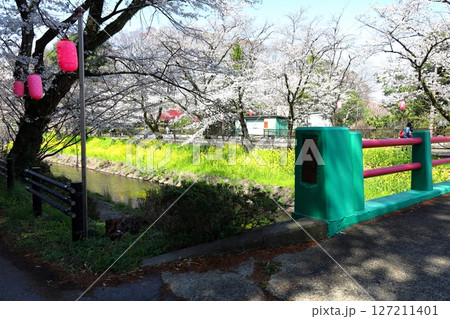 満開の桜 行屋川桜まつり/栃木県真岡市 行屋川水辺公園 満開の桜 行屋川桜まつり/栃木県真岡市 行屋川水辺公園 127211401