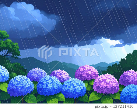 紫陽花　梅雨　雨　大雨 127211410