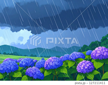 紫陽花　梅雨　雨　大雨 127211411