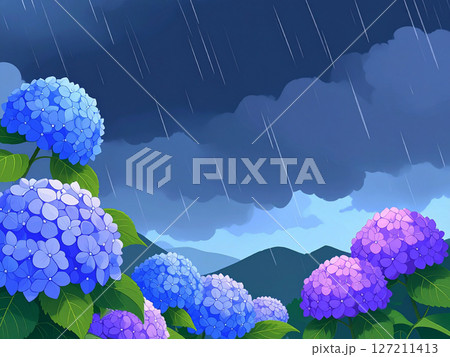 紫陽花　梅雨　雨　大雨 127211413