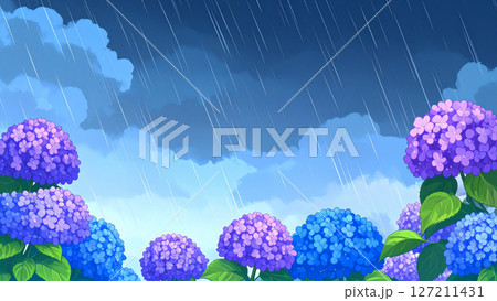 紫陽花　梅雨　雨　大雨 127211431