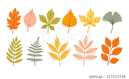 Set of autumn leaves from different trees, oak, maple, chestnut, ash, birch. Simple yellow, red, orange fall leaf set for pattern, banner, sticker. Hello autumn card. Flat vector illustration. 127211536