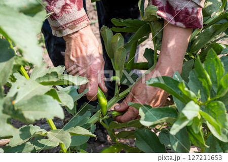 Farmer manually harvests broad beans in spring. Agriculture. 127211653