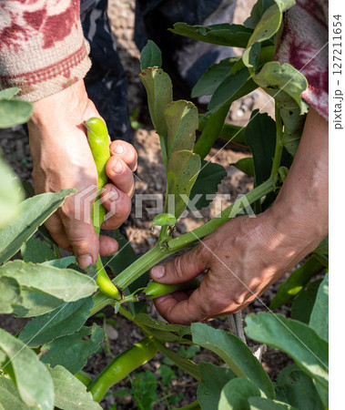 Farmer manually harvests broad beans in spring. Agriculture. Farmer manually harvests broad beans in spring. Agriculture. 127211654