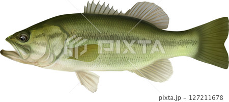図鑑　ブラックバス イラスト 127211678