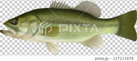図鑑　ブラックバス イラスト 127211678