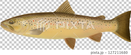 褐鱒魚圖解指南 127211680