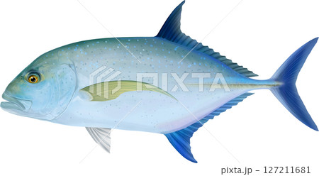図鑑　カスミアジ イラスト 127211681