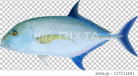 銀鰺插圖集 銀鰺插圖集 127211681