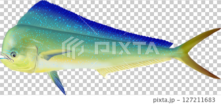 Illustration of Dolphin Fish 127211683