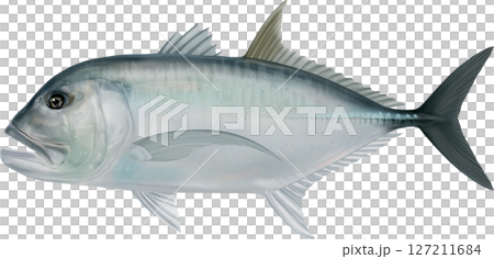 圖解本:GT Giant Trevally 插圖 圖解本:GT Giant Trevally 插圖 127211684