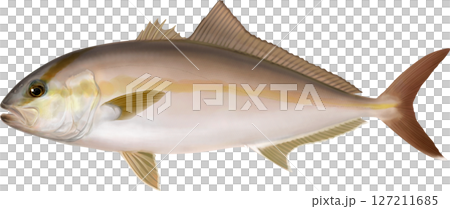 插圖書：琥珀魚插圖 127211685