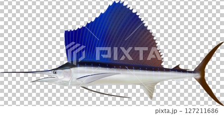 Illustration of the Sailfish 127211686
