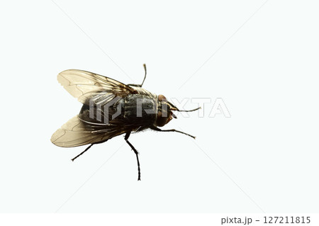 Common grey housefly 127211815