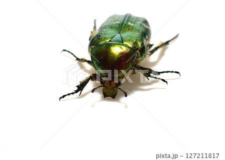 Beetle Golden bronze beetle 127211817