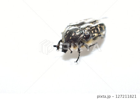 The speckled deer, or stinking deer, is a beetle from the family of lamellar beetles. 127211821