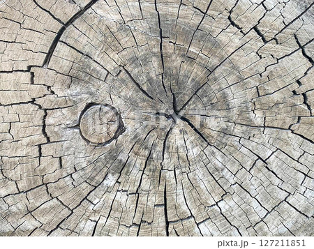 Stump of a Thick Tree Stump of a Thick Tree 127211851